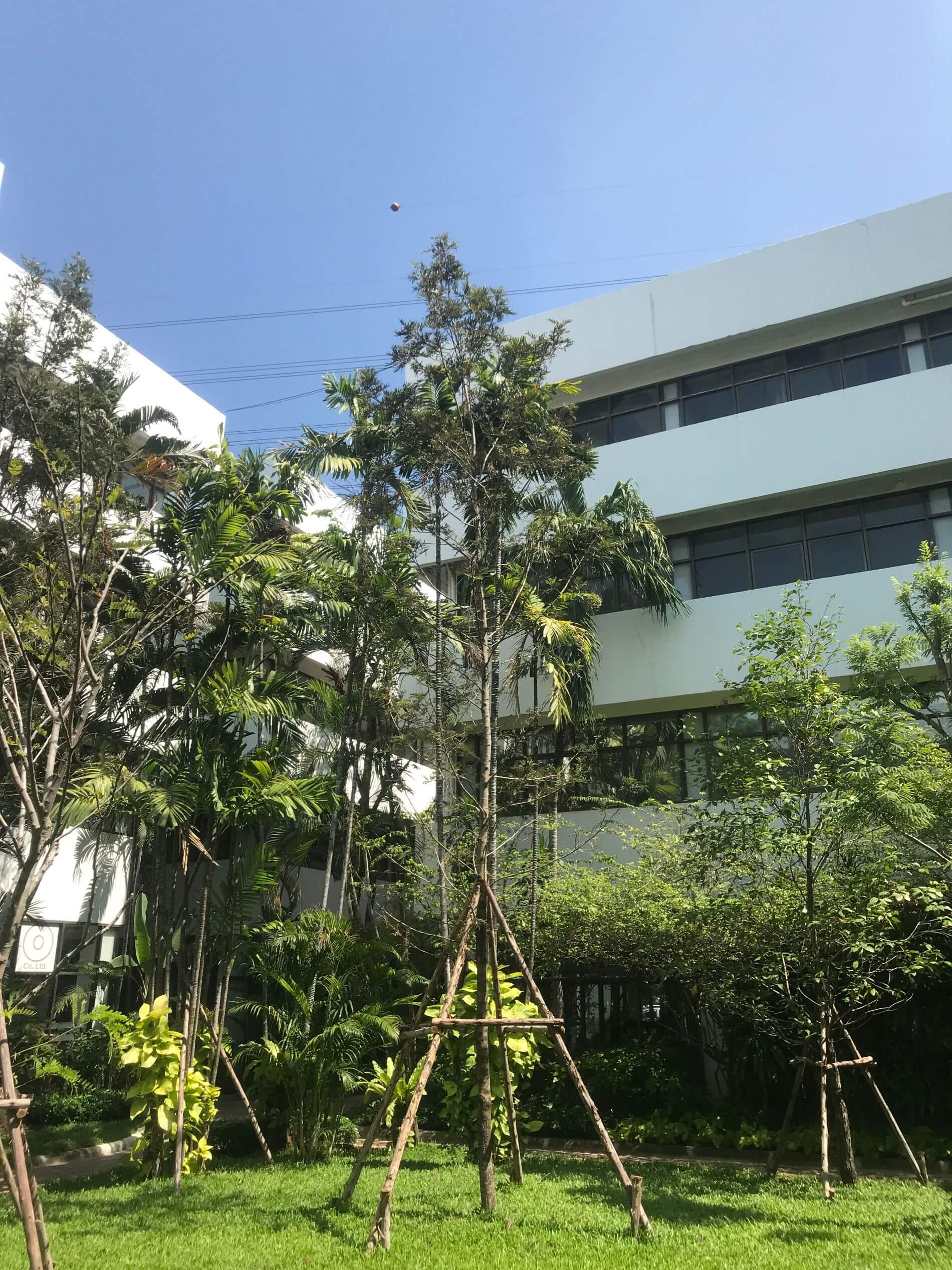 Raintree office garden Ekamai